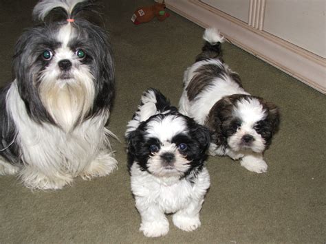 local shih tzu breeders